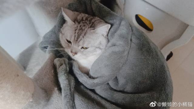 猫图片|宠物猫|猫咪|