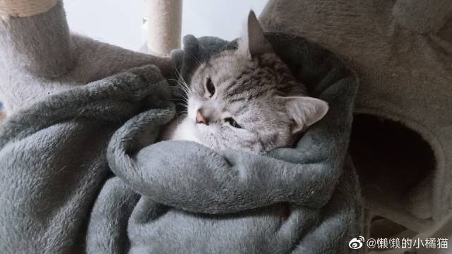 猫图片|宠物猫|猫咪|