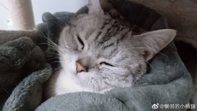 猫图片|宠物猫|猫咪|