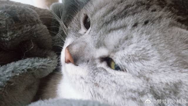 猫图片|宠物猫|猫咪|