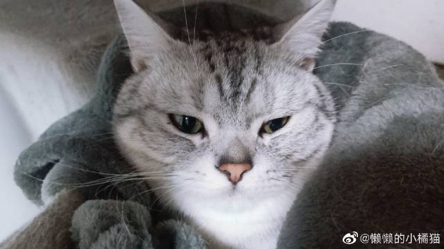 猫图片|宠物猫|猫咪|