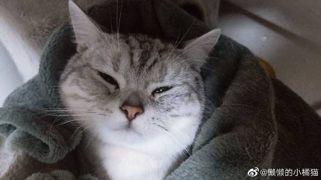 猫图片|宠物猫|猫咪|