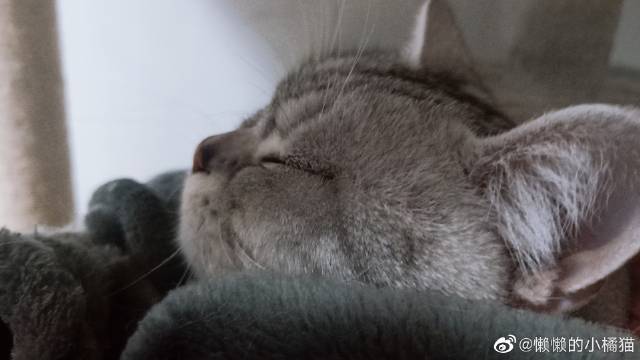 猫图片|宠物猫|猫咪|