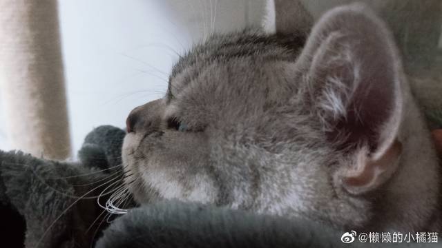 猫图片|宠物猫|猫咪|