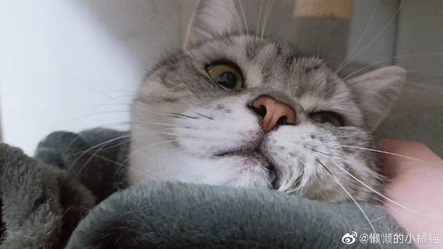 猫图片|宠物猫|猫咪|