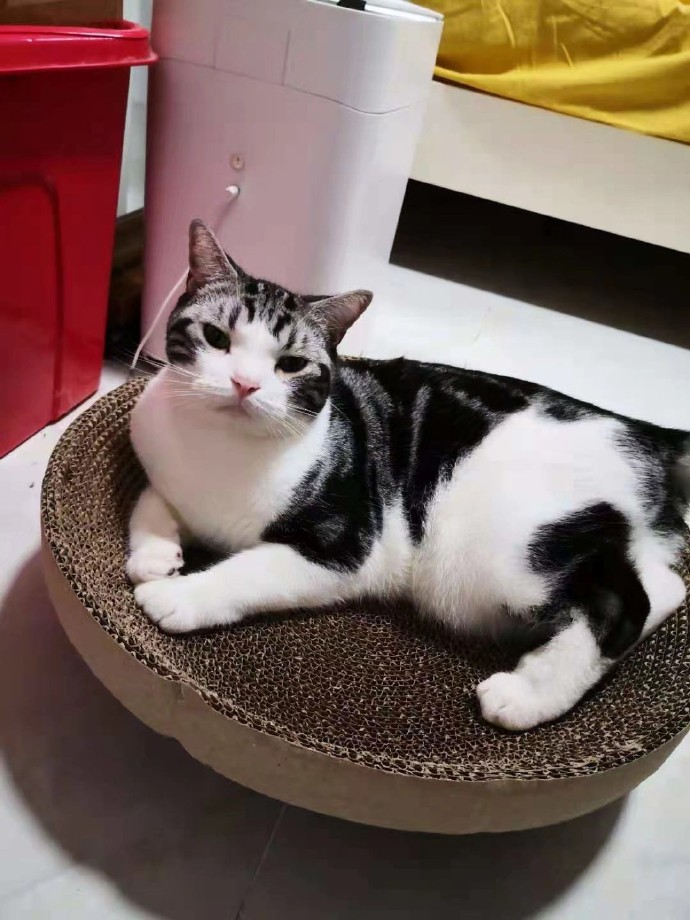 猫图片|宠物猫|猫咪|