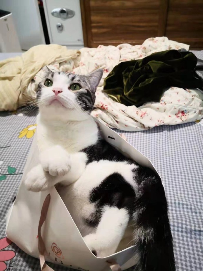 猫图片|宠物猫|猫咪|