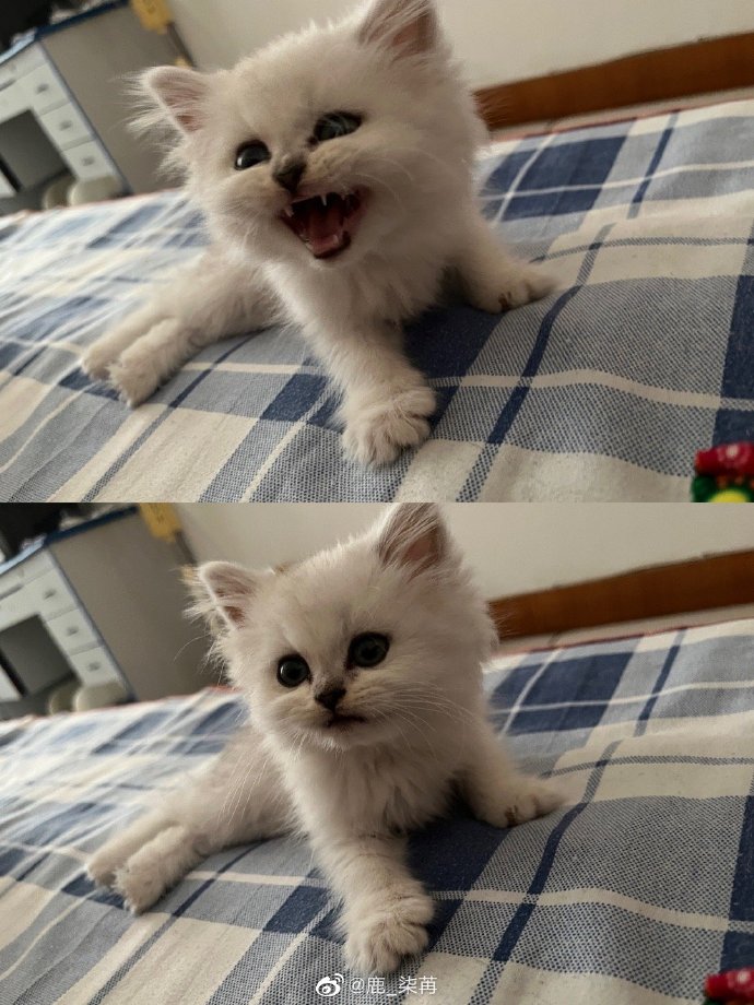 猫图片|宠物猫|猫咪|