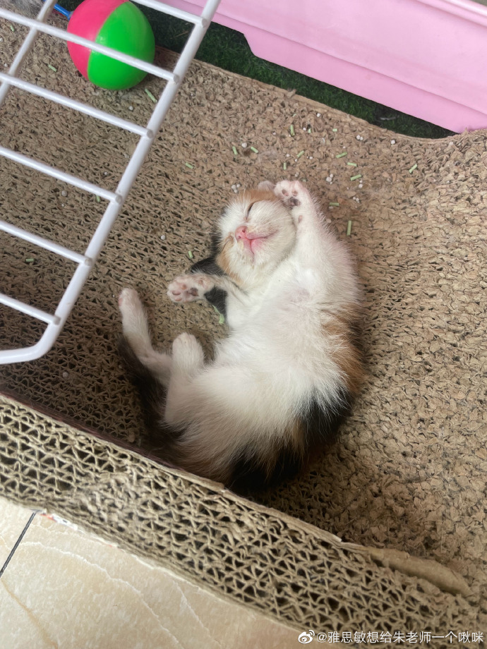 猫图片|宠物猫|猫咪|