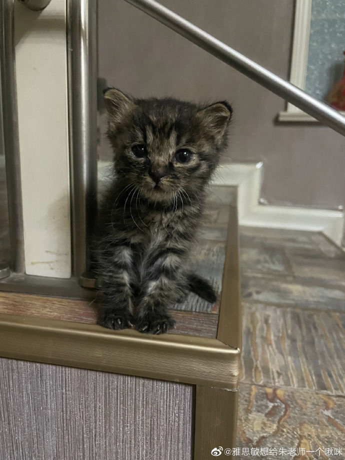 猫图片|宠物猫|猫咪|