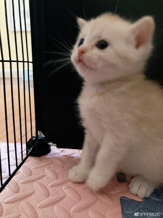 猫图片|宠物猫|猫咪|