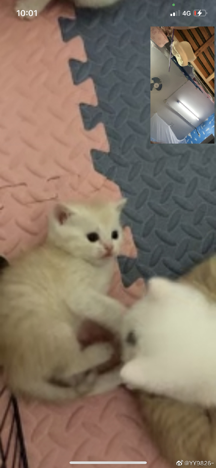 猫图片|宠物猫|猫咪|