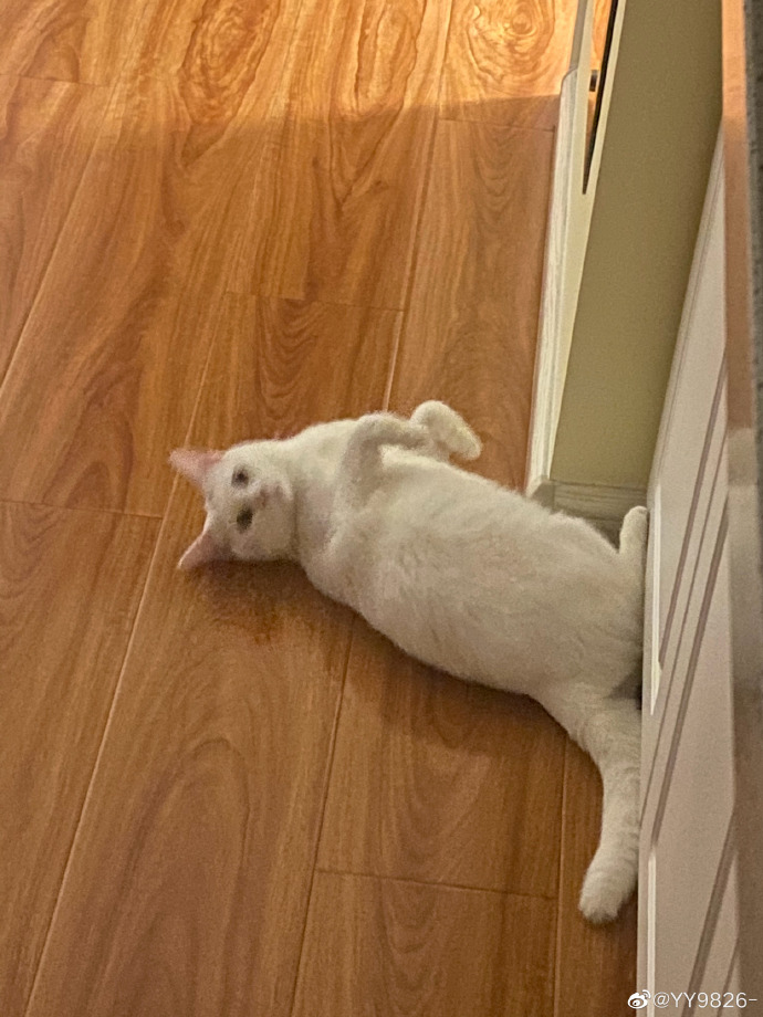 猫图片|宠物猫|猫咪|