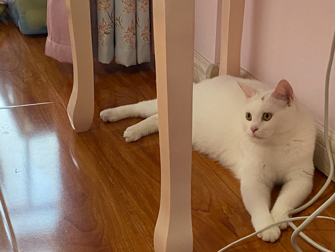 猫图片|宠物猫|猫咪|