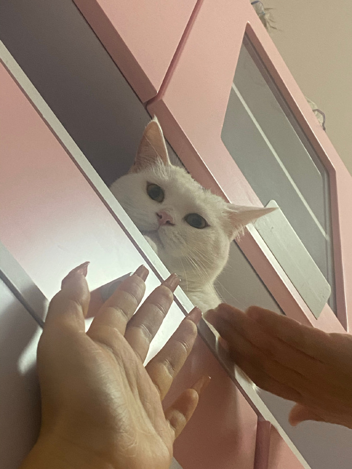 猫图片|宠物猫|猫咪|