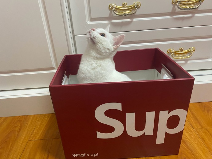 猫图片|宠物猫|猫咪|