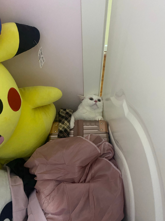 猫图片|宠物猫|猫咪|