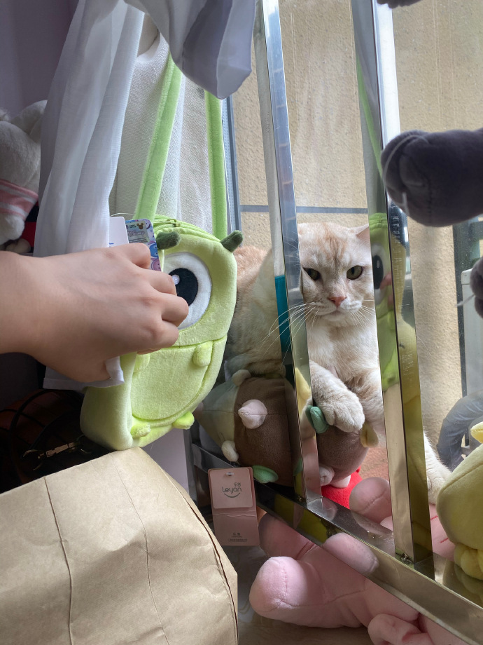 猫图片|宠物猫|猫咪|