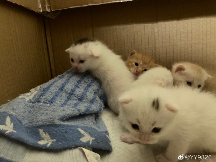 猫图片|宠物猫|猫咪|