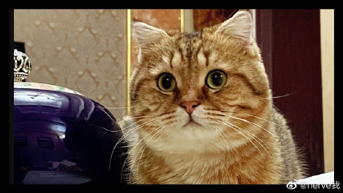 猫图片|宠物猫|猫咪|