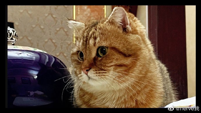 猫图片|宠物猫|猫咪|