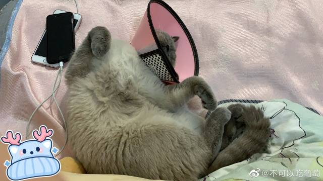 猫图片|宠物猫|猫咪|