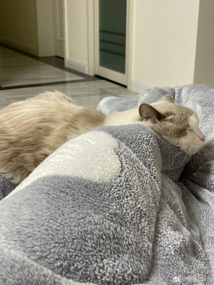 猫图片|宠物猫|猫咪|