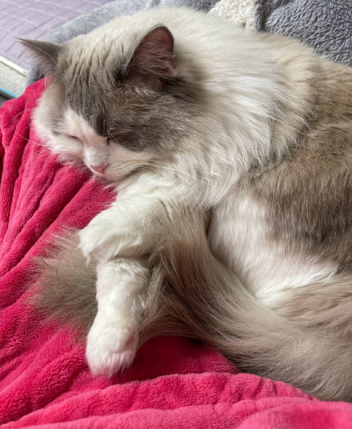 猫图片|宠物猫|猫咪|