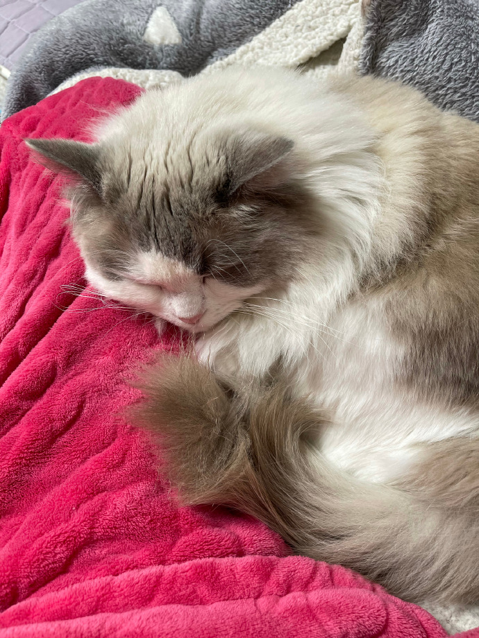 猫图片|宠物猫|猫咪|