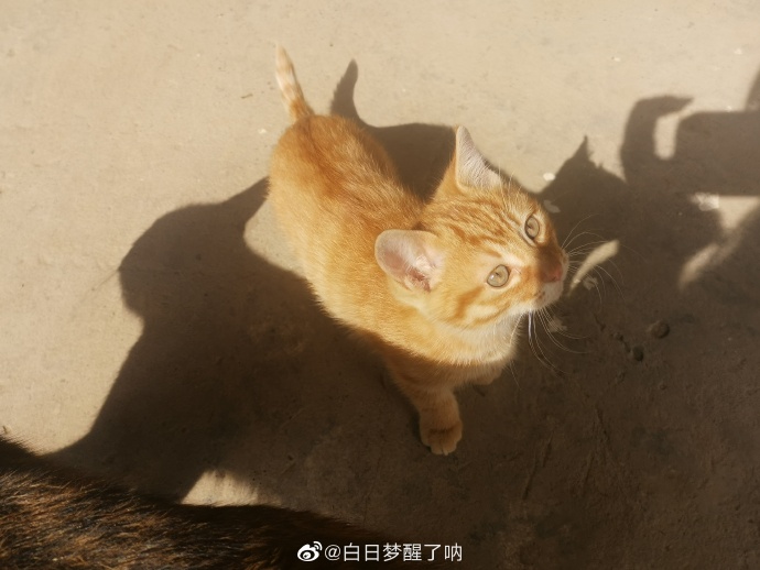 猫图片|宠物猫|猫咪|