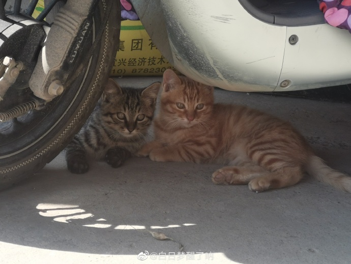 猫图片|宠物猫|猫咪|
