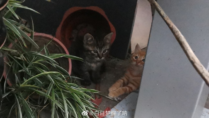 猫图片|宠物猫|猫咪|