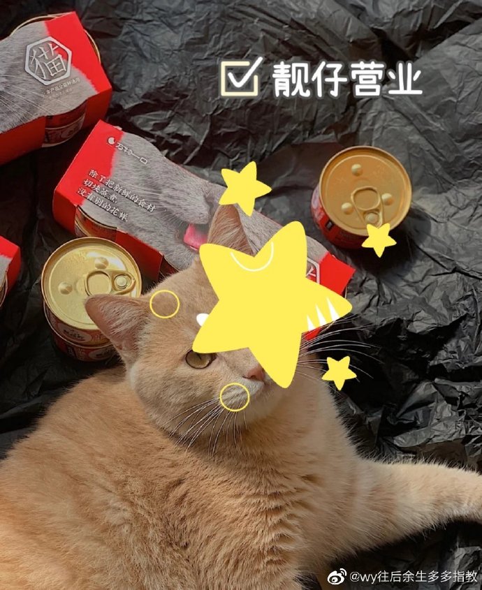 猫图片|宠物猫|猫咪|