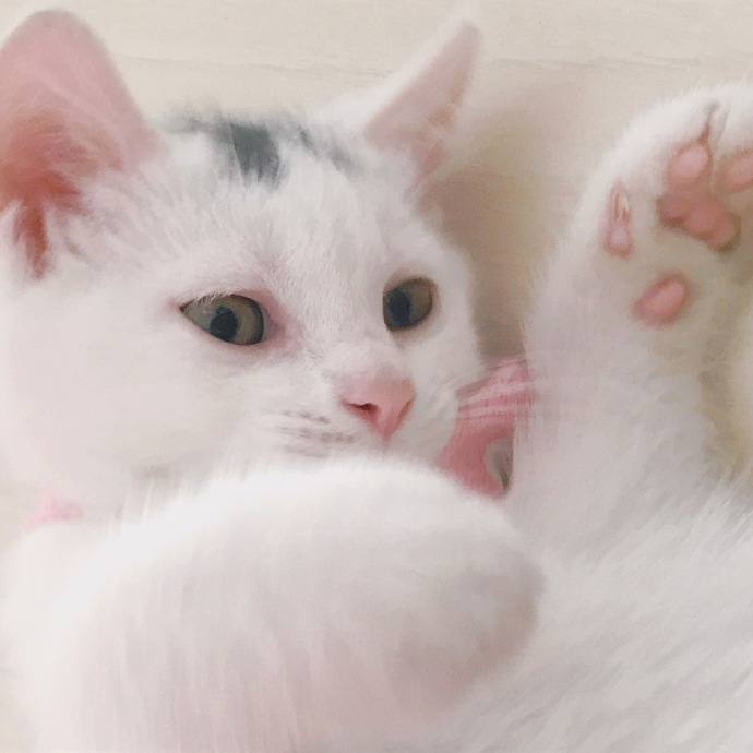 猫图片|宠物猫|猫咪|