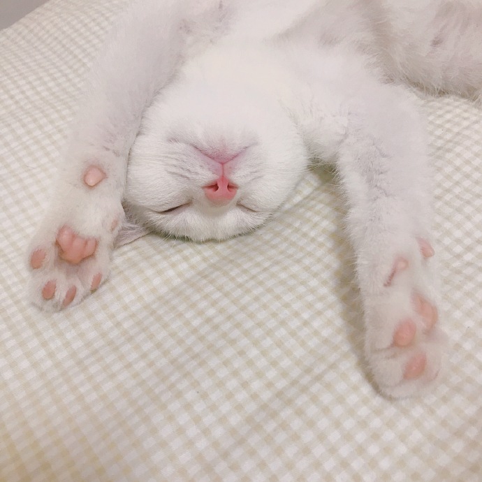 猫图片|宠物猫|猫咪|