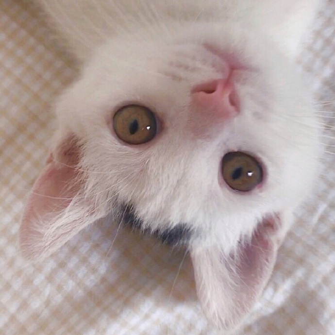 猫图片|宠物猫|猫咪|