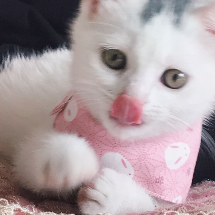 猫图片|宠物猫|猫咪|