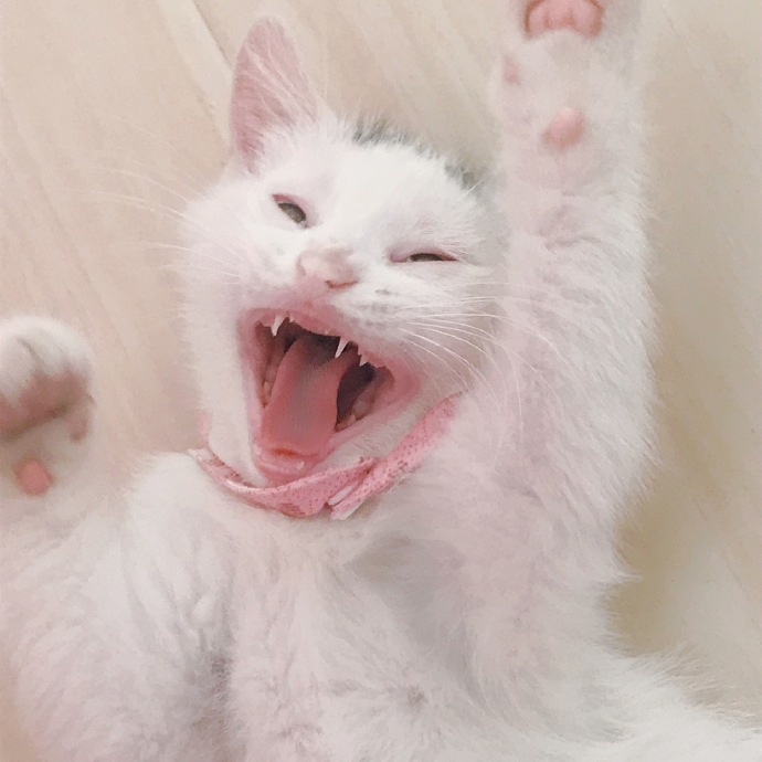 猫图片|宠物猫|猫咪|