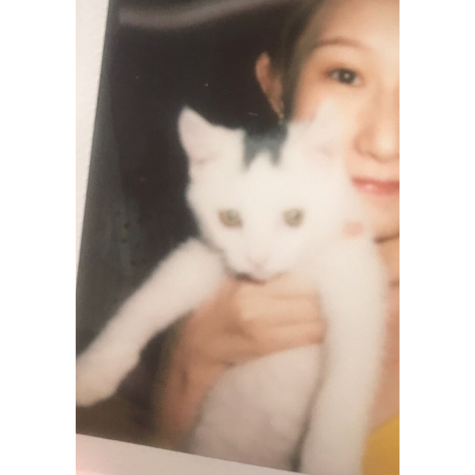 猫图片|宠物猫|猫咪|