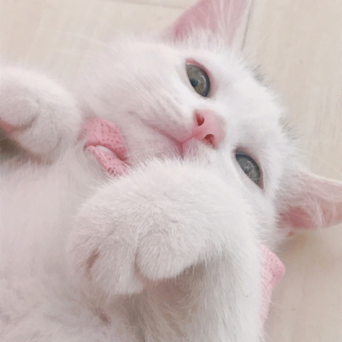 猫图片|宠物猫|猫咪|