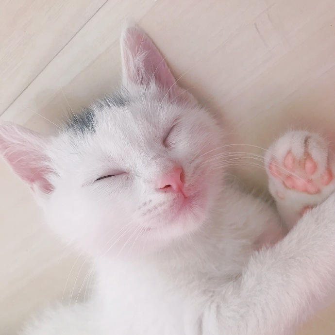 猫图片|宠物猫|猫咪|