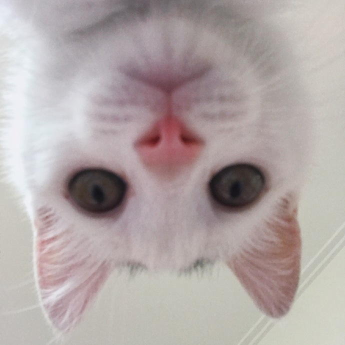 猫图片|宠物猫|猫咪|