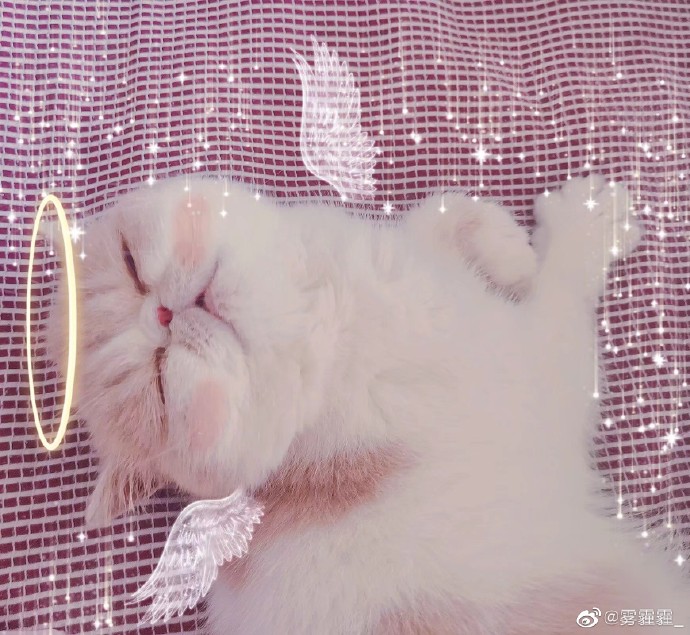 猫图片|宠物猫|猫咪|