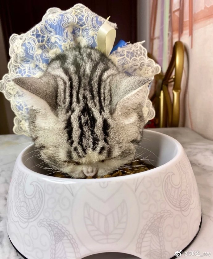 猫图片|宠物猫|猫咪|