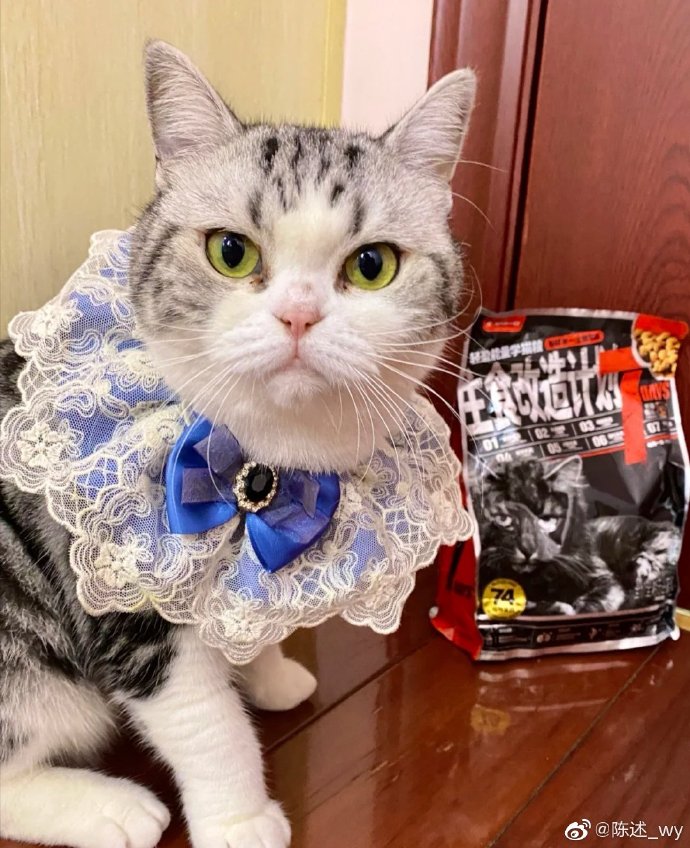 猫图片|宠物猫|猫咪|