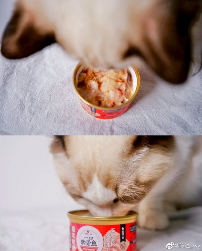 猫图片|宠物猫|猫咪|