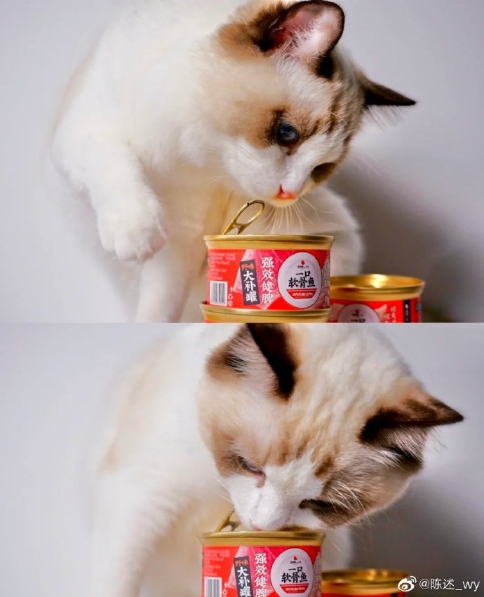 猫图片|宠物猫|猫咪|