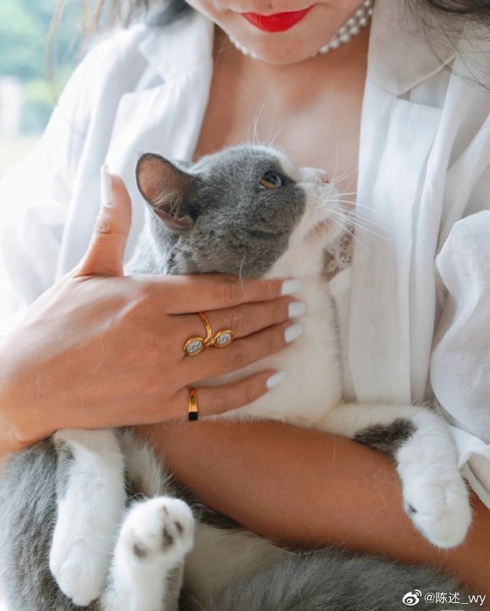 猫图片|宠物猫|猫咪|