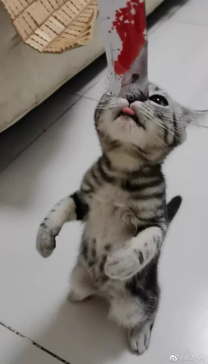 猫图片|宠物猫|猫咪|