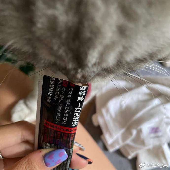 猫图片|宠物猫|猫咪|